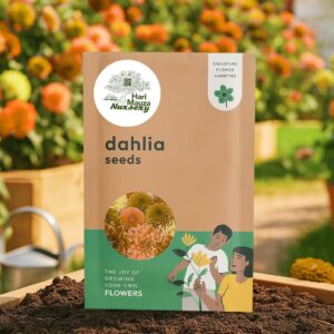 Dahlia Seeds