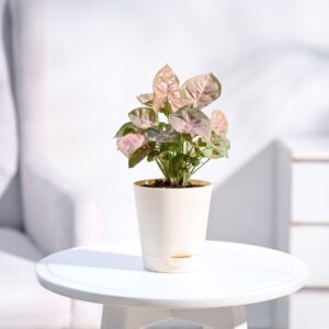 Syngonium Pink Plant