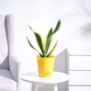Snake Plant - Futura Superba