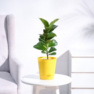 Fiddle Leaf Fig Plant - Bambino