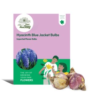 Hyacinth Blue Jacket Bulbs