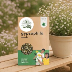 Gypsophila Seeds