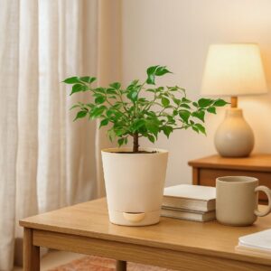 China Doll Plant (4 inch)