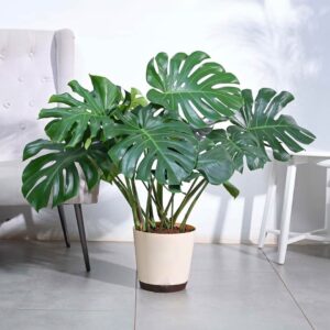 Monstera Deliciosa Plant - XL