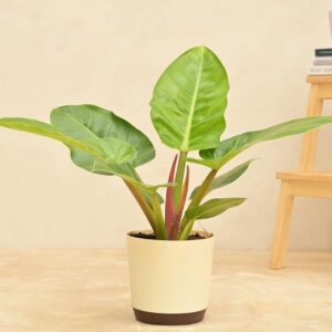 Philodendron Melinonii Green - Large
