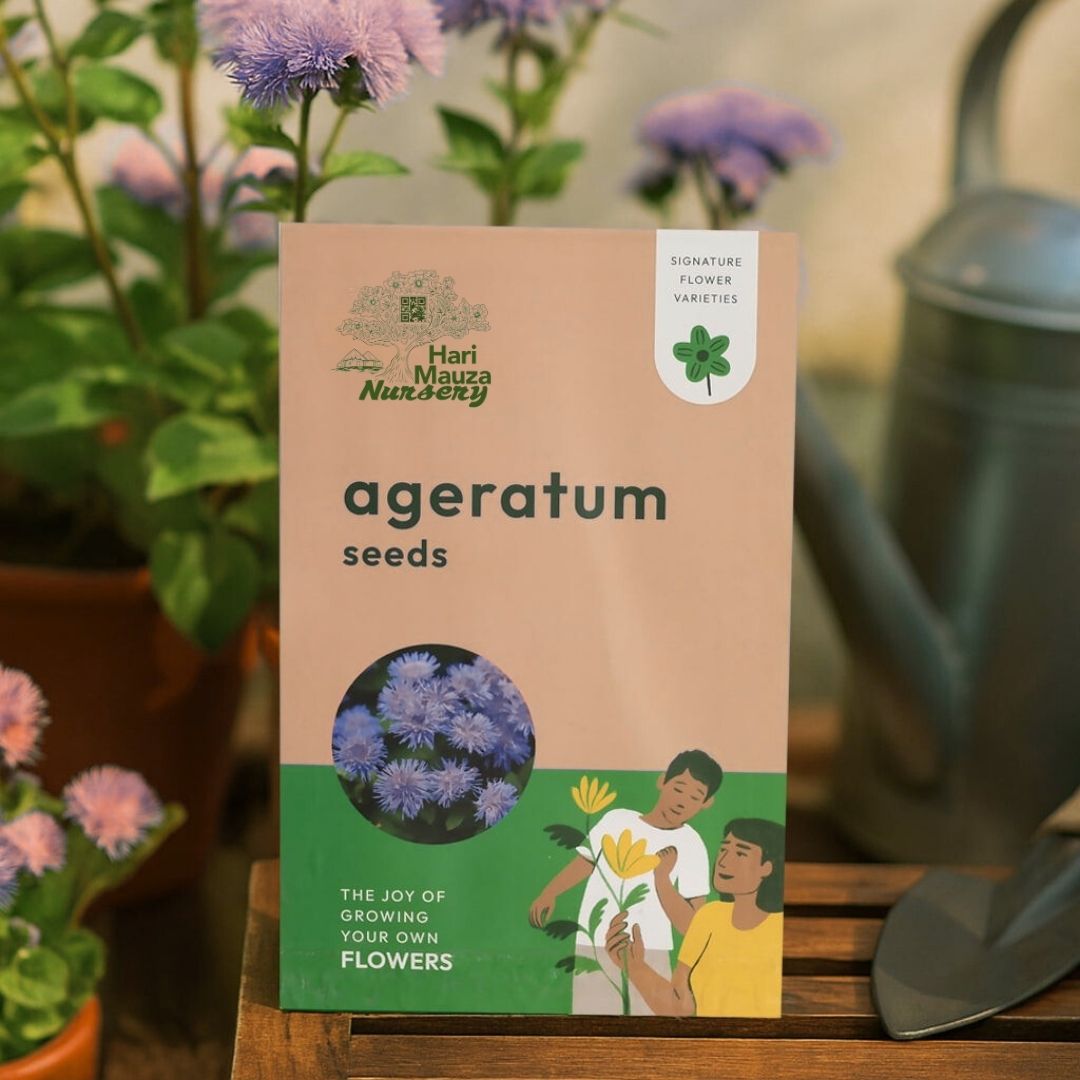 Ageratum Seeds