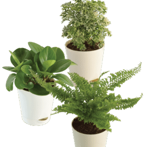 Indoor Plant Bundle: Fern Fluffy Ruffles, Peperomia Green, Aralia Variegated
