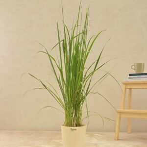 Lemon Grass