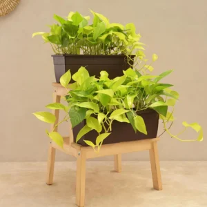 Money Plant Golden Plant - Set of 2