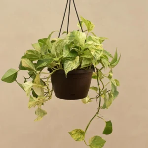 Money Plant Marble With Hanging Pot