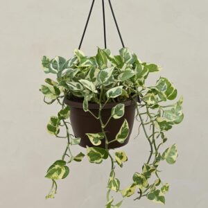 Money Plant N Joy With Hanging Pot