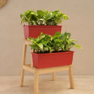Money Plant Variegated - Set of 2