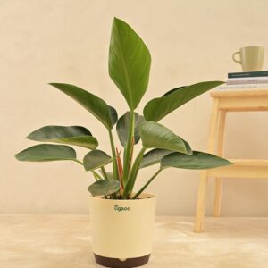 Philodendron Congo