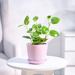 Peperomia Green Creeper Plant