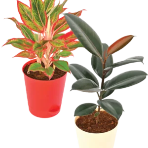 The Living Room Bundle