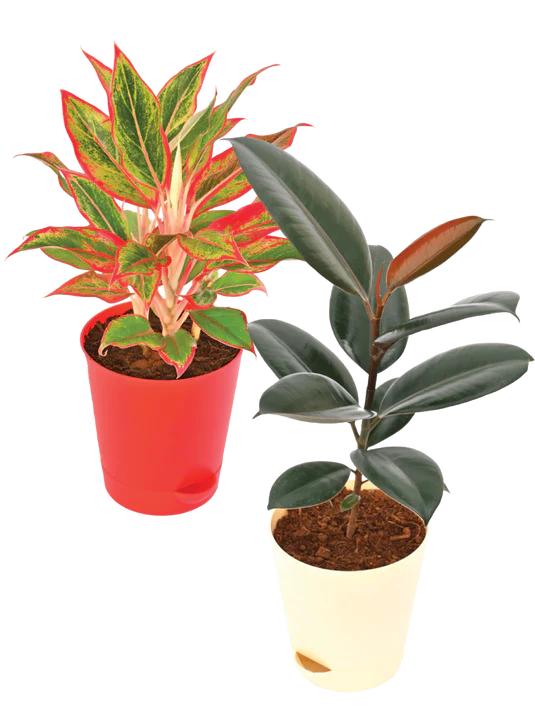 The Living Room Bundle