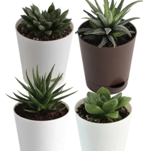 The Sun-loving Succulent Bundle