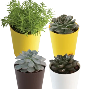 The Tabletop Succulent Bundle
