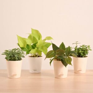 Living Room Plant Decor Set â€" Trending Indoor Beauties