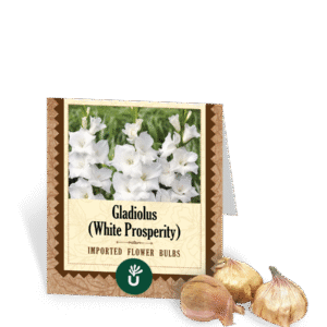White Prosperity Gladiolus Bulbs