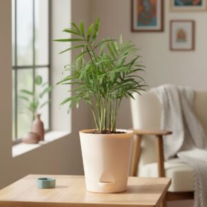 Bamboo Palm Plant